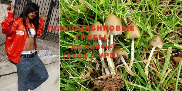 прущие грибы Бугульма